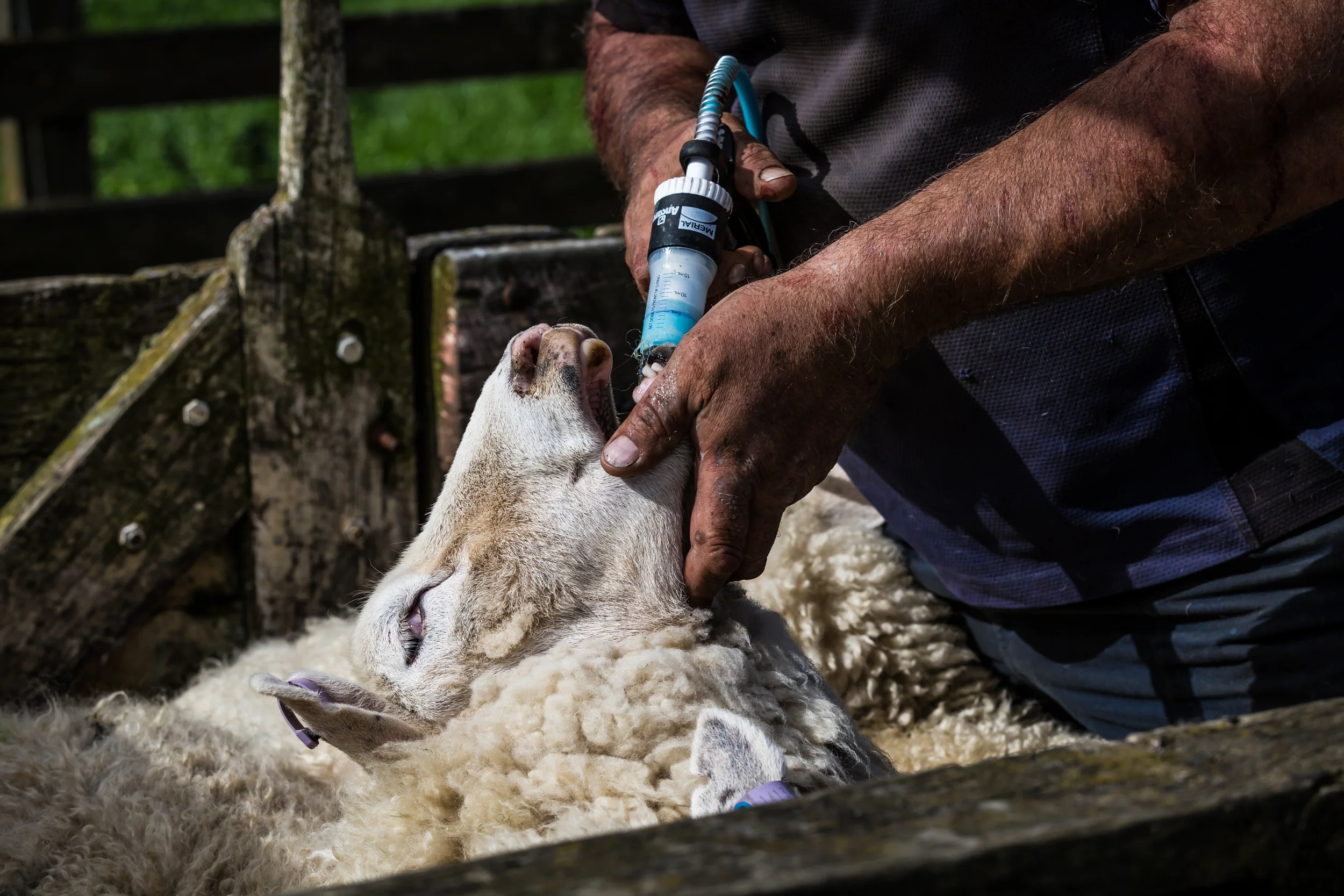 Beef & Lamb NZ