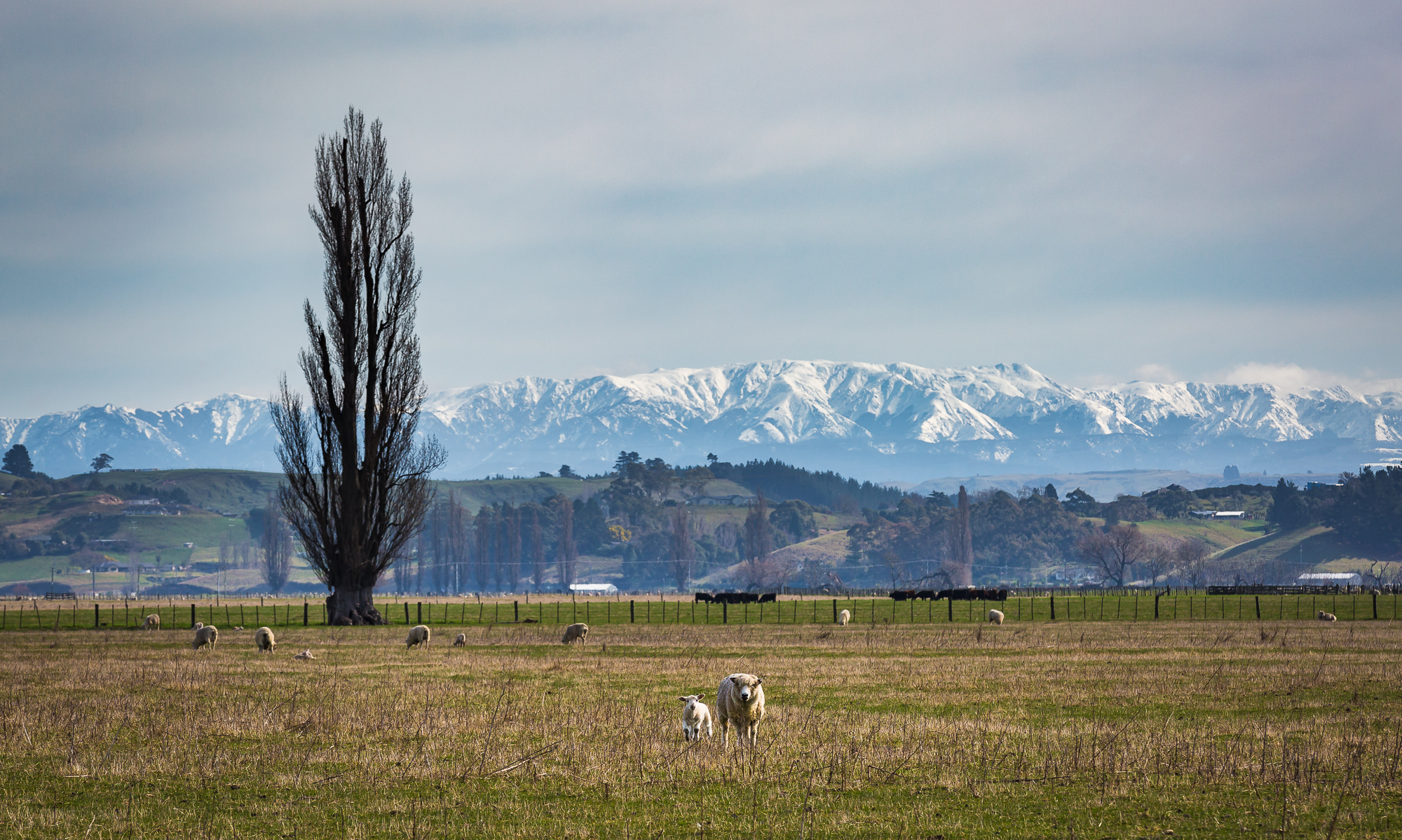 Foothills of the Kaweka's