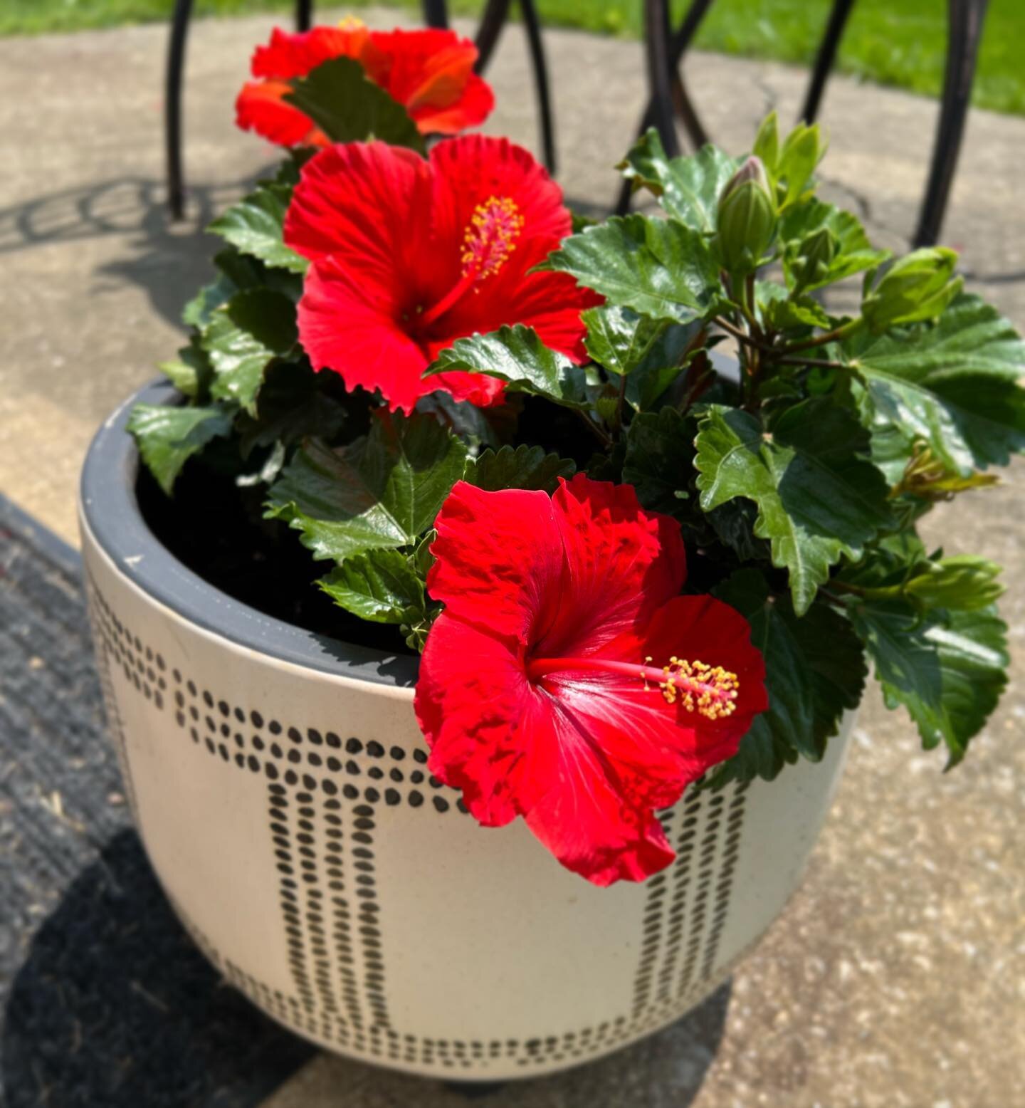 Taking breaks from my work to sit outside surrounded by my little, cheerful potted plants makes me happy. ☀️