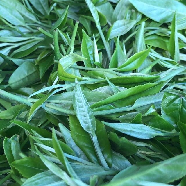 Amazing AV2! Two leaves and a bud only, plucked today for production tomorrow. Very excited to see how these come out #lakyrsiew #tea #teastagram #northeastindia #khasihills