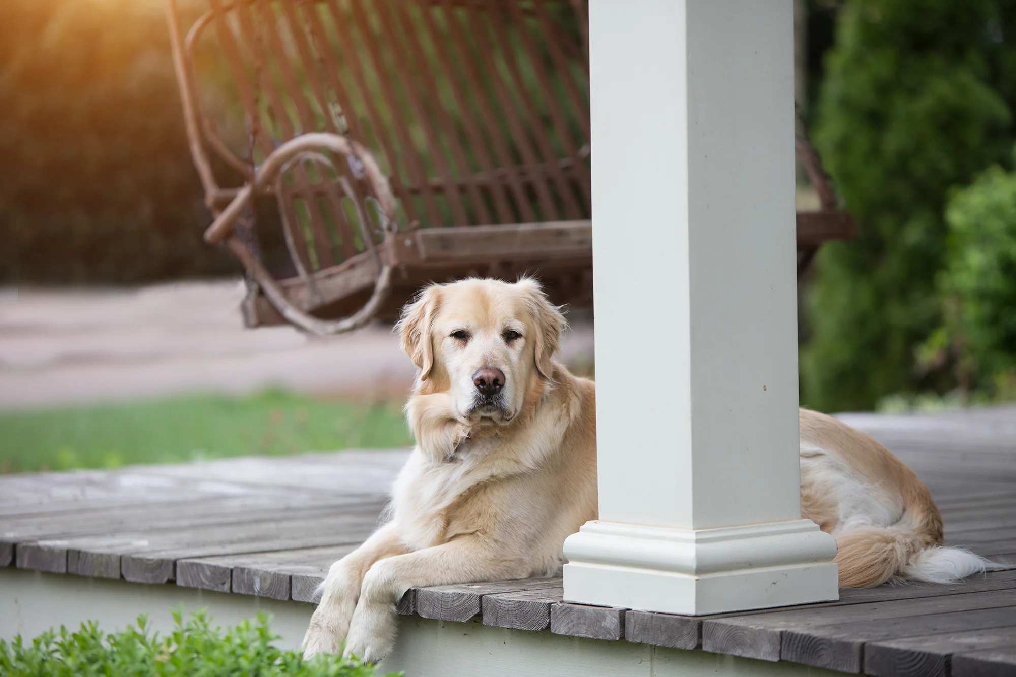 Golden Retriever