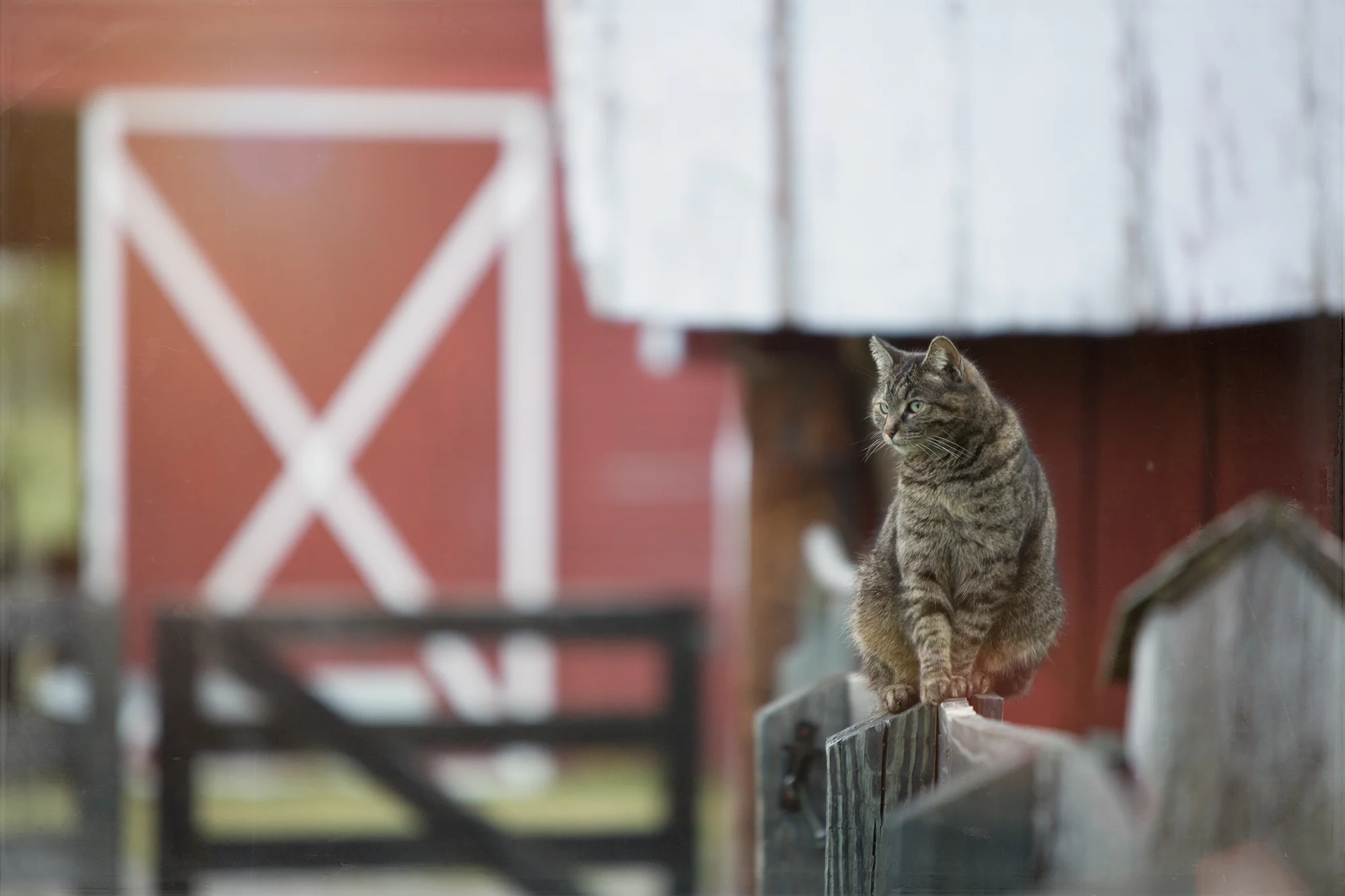 Barn cat