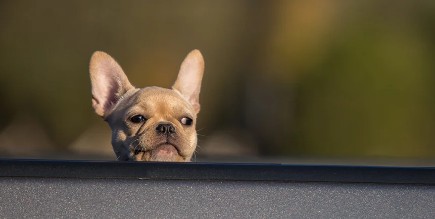pug