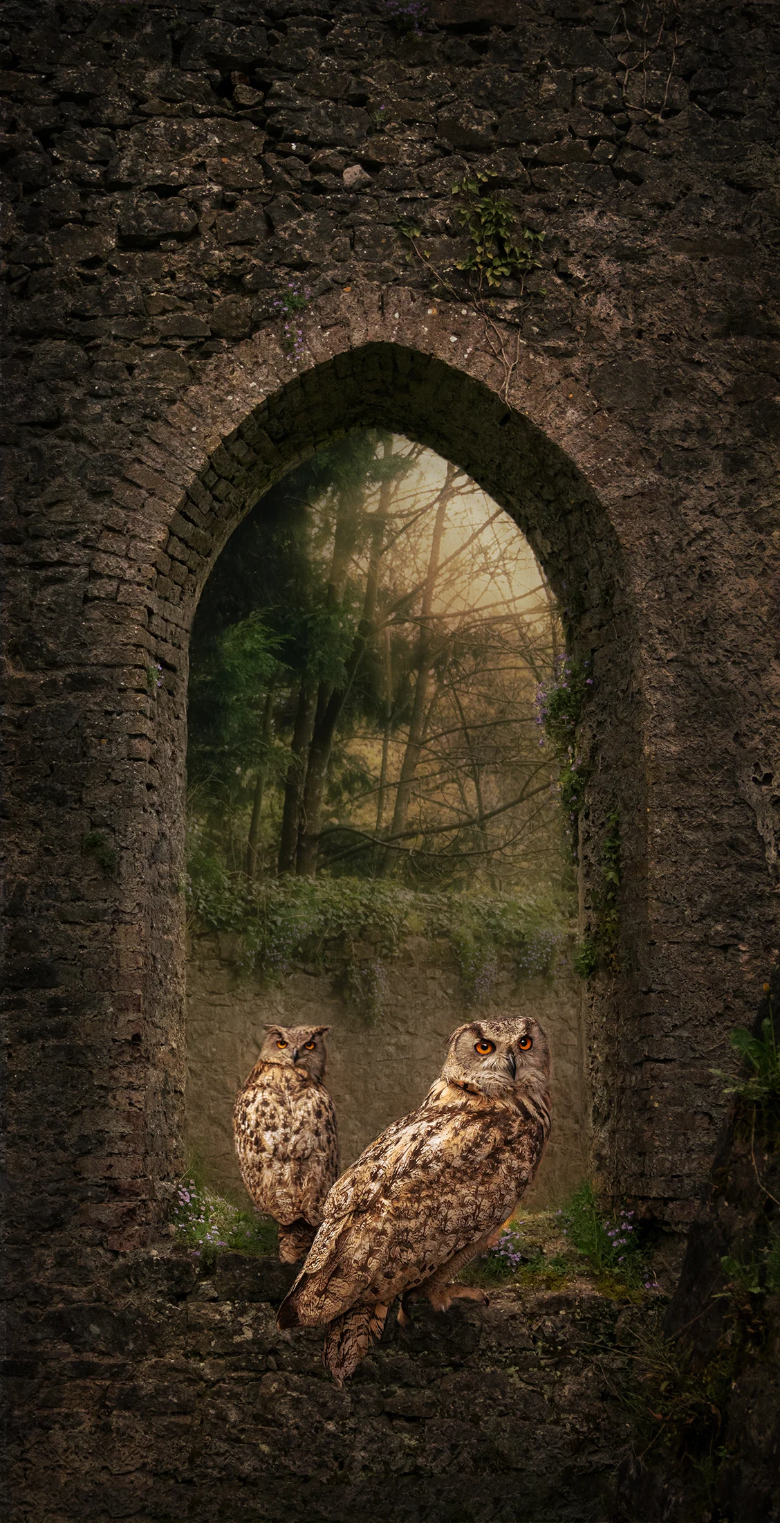Owls of scotland
