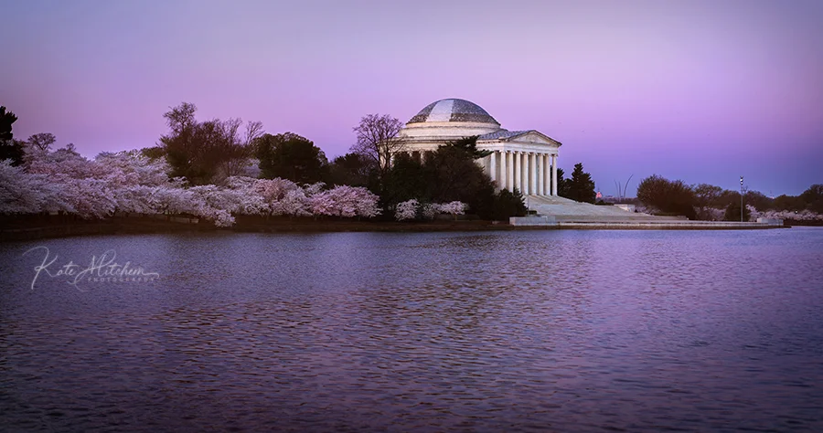 Dc Cherry blossoms 2019