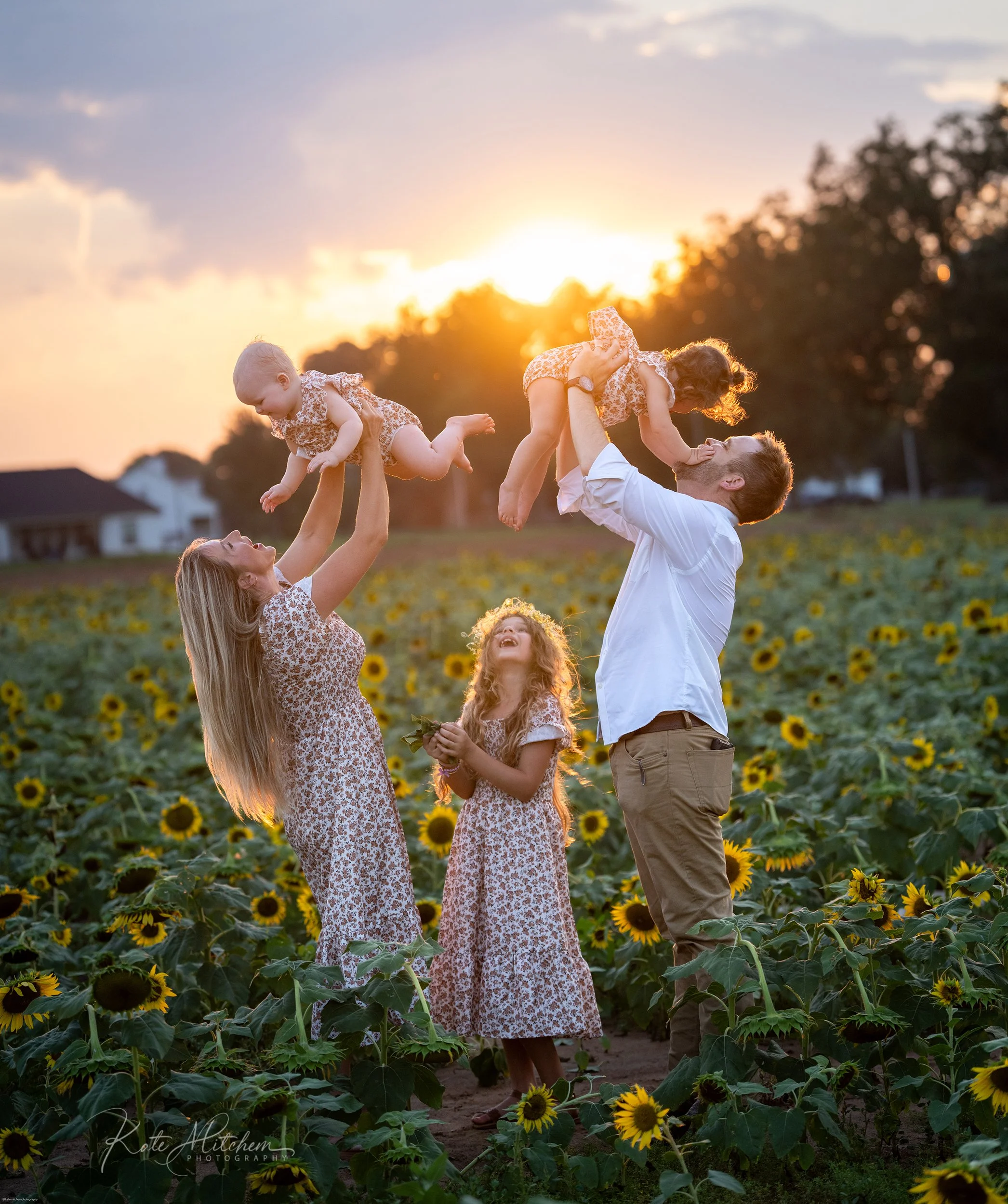 Sunflower fields