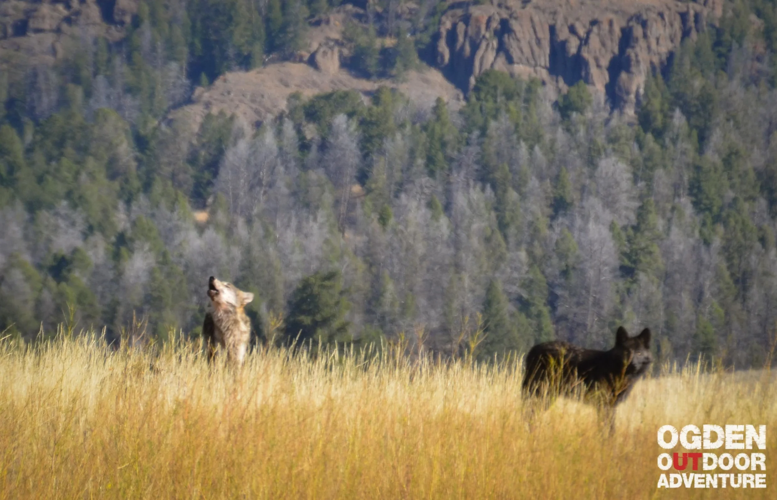 Yellowstone wolves perched on a hillside awaiting the upcoming Super Blood Moon eclipse. 