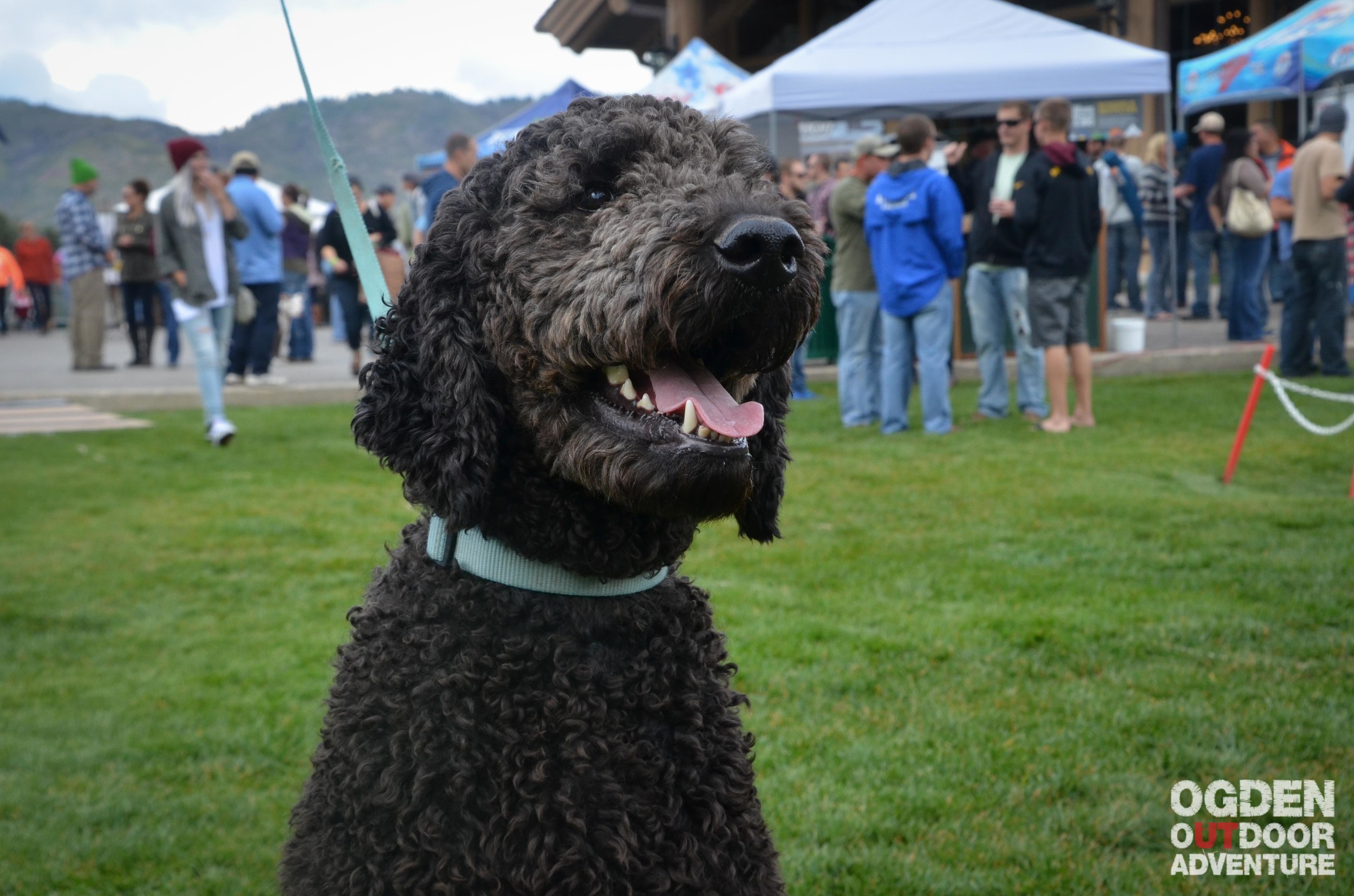 2015 Snowbasin Beer Festival-6.jpg