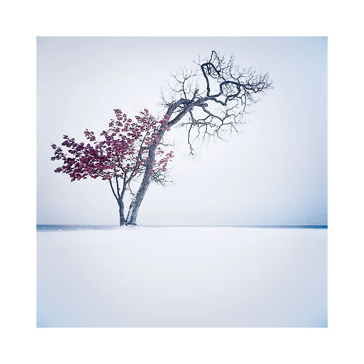 Painted Maple Tree, Hokkaido. © 2018 Bruce Percy