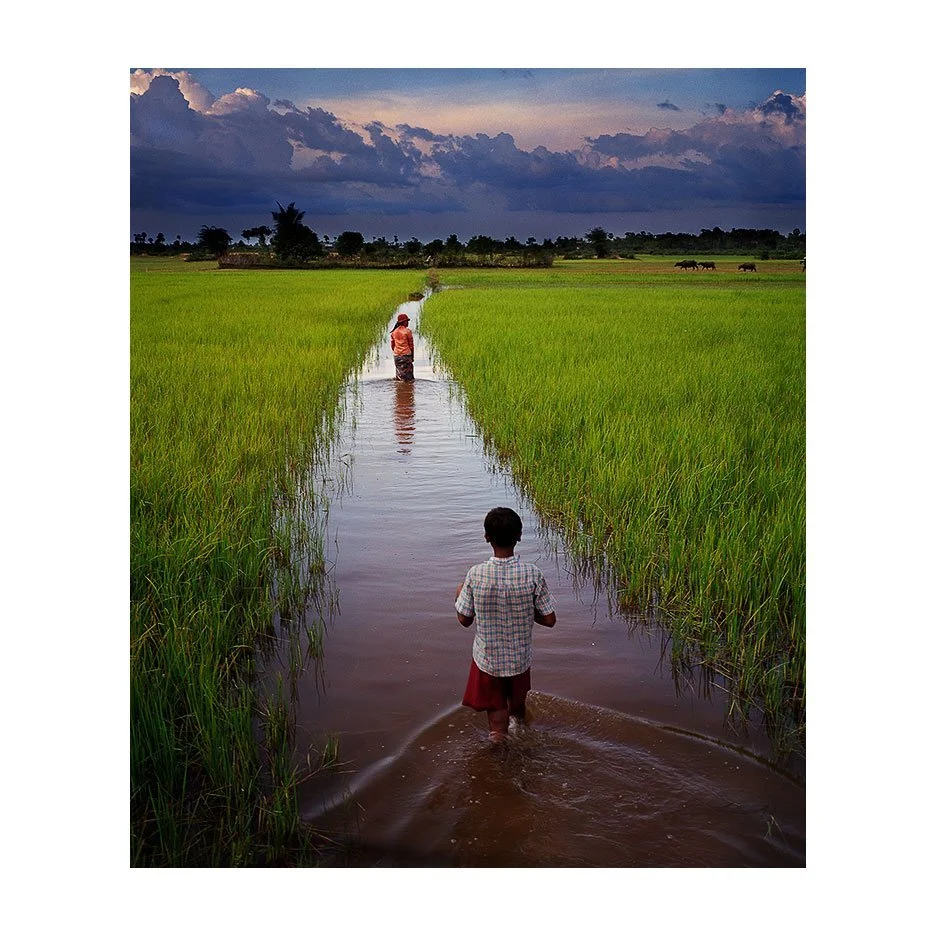 CambodianFields2.jpg