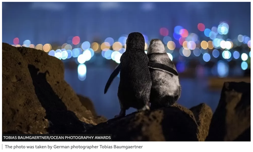 Widowed Penguins