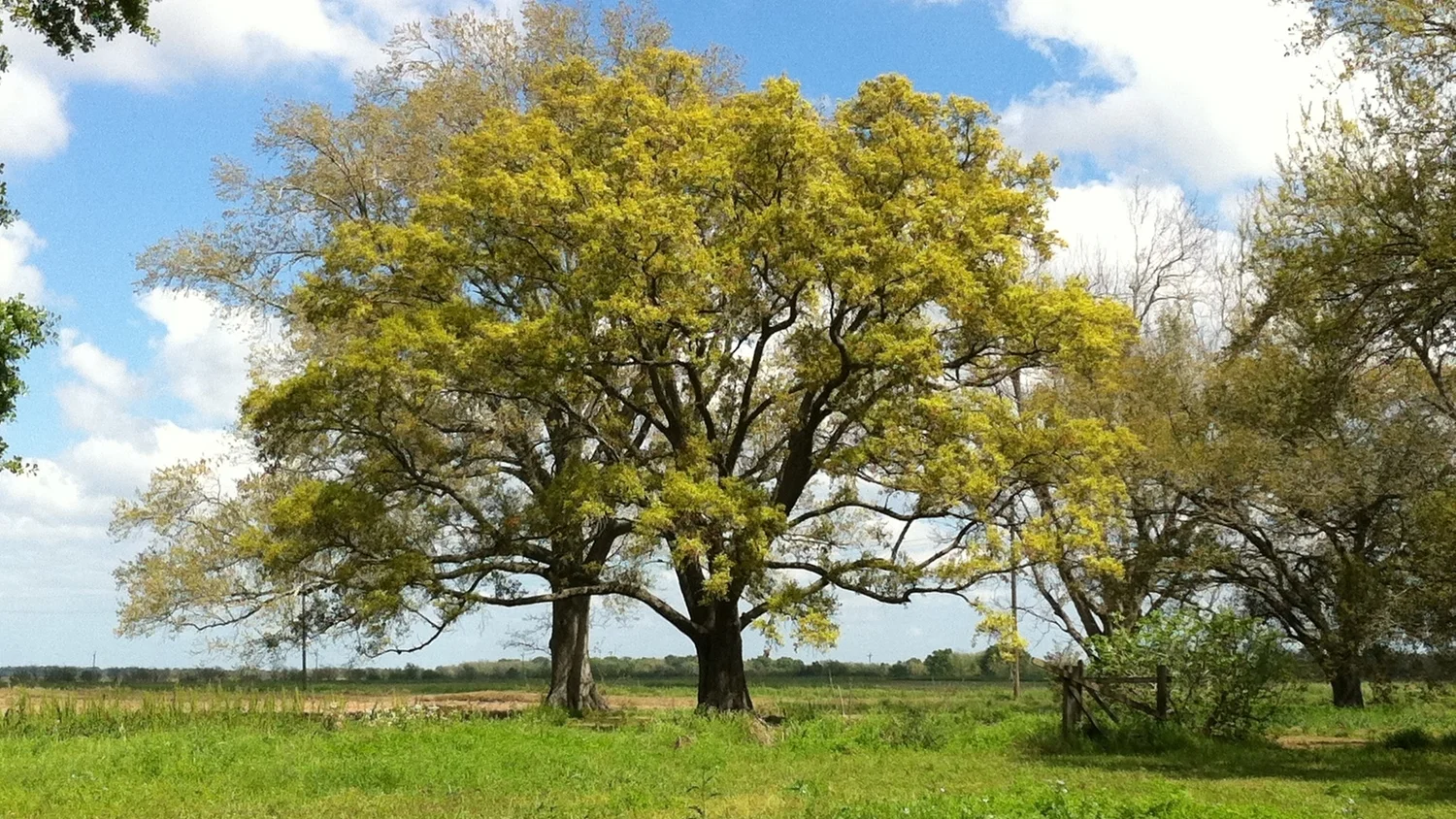 tree.JPG