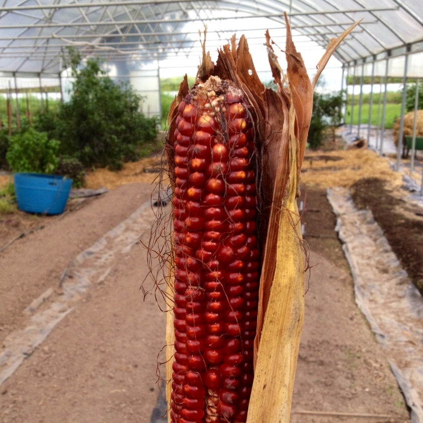 hirloom field dent corn.JPG