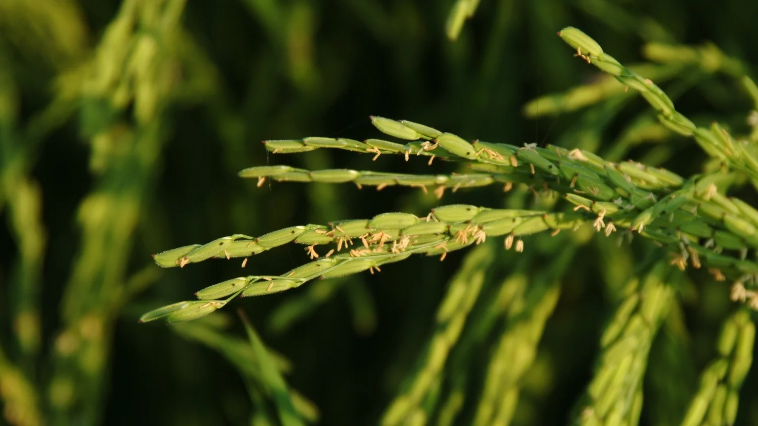 Rice Harvest 2014
