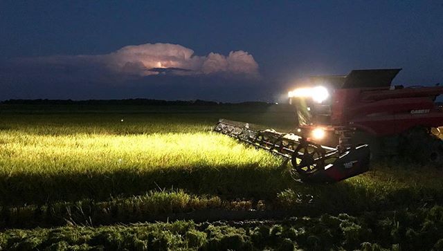 It use to take us 3 or 4 days to cut this much rice but we cut all 140 acres in one day.