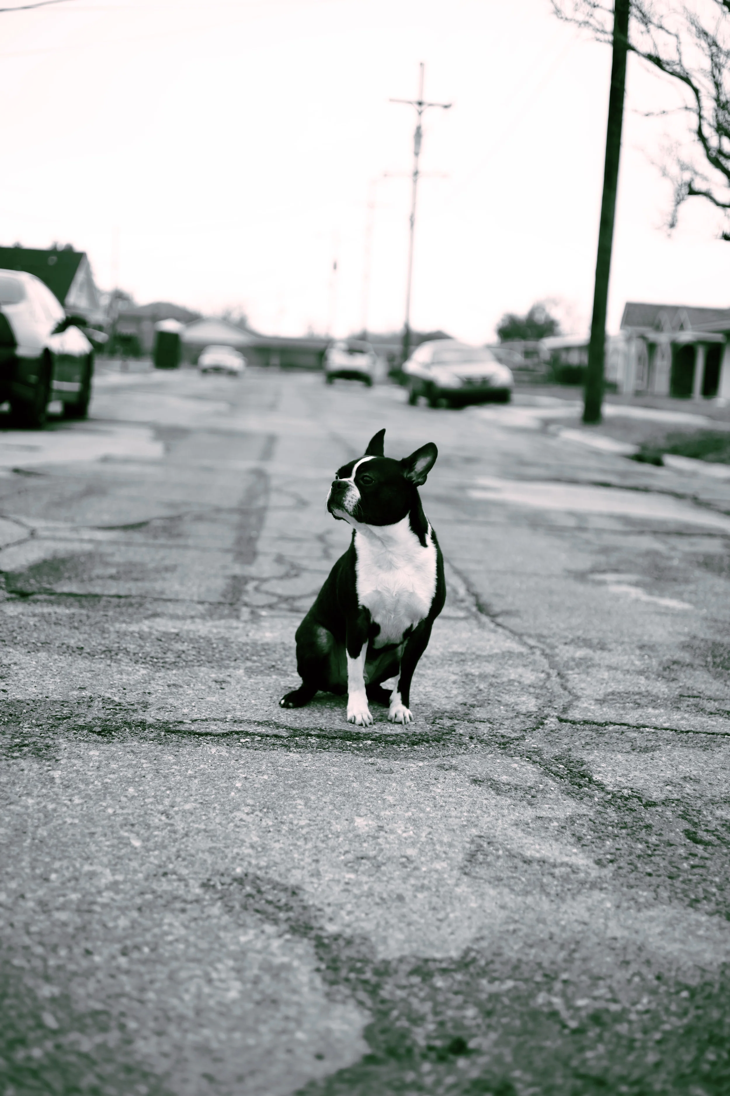 Romeo