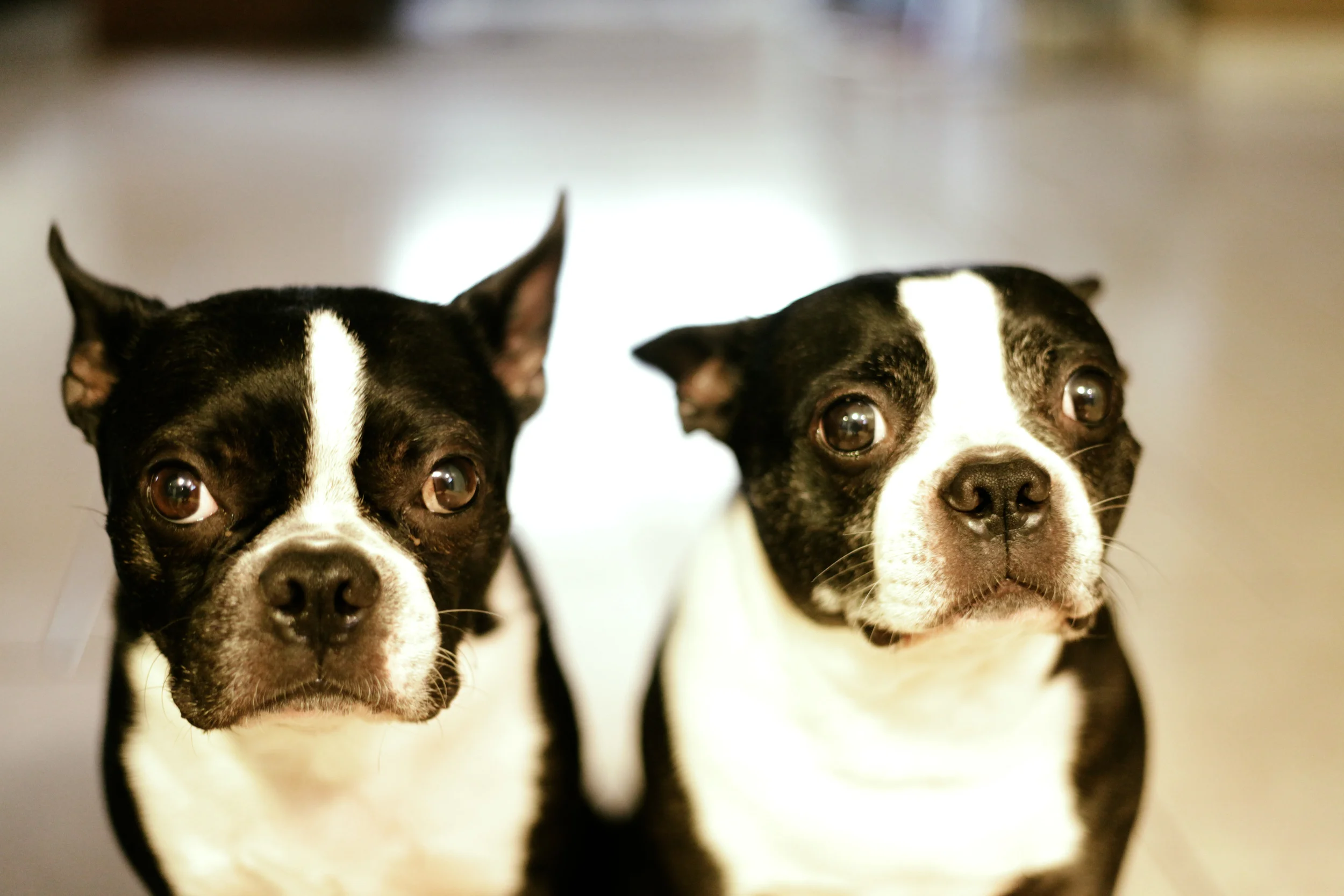 Romeo & Cooler