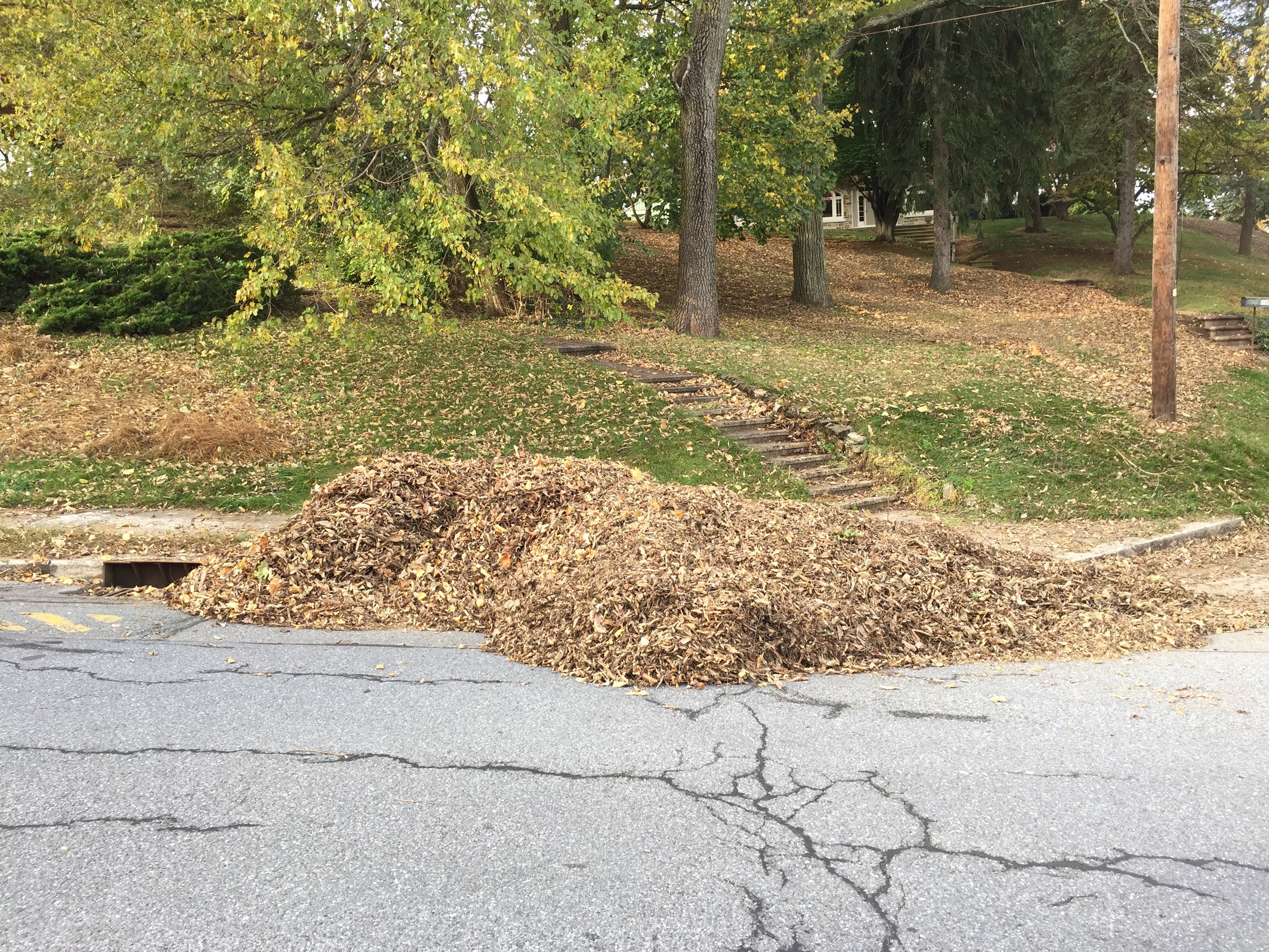 leave pile 5.jpg