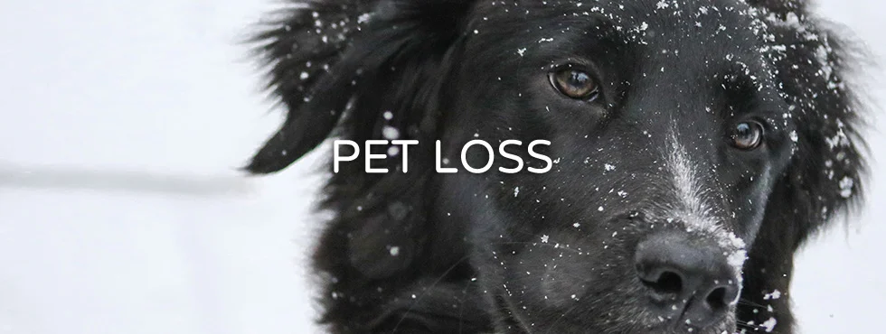 PETLOSS_Header.jpg
