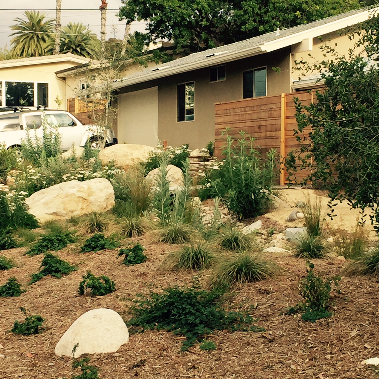 Native Ceanothus, deer grass, Oaks and Achillea