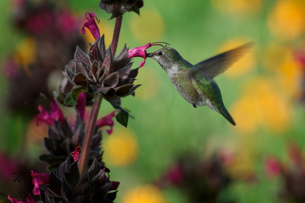 Salvia-spathacea-Flickr-britta-heise.jpg