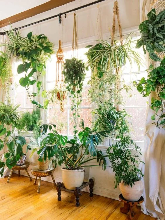 BRINGING GREEN IN || The many benefits of houseplants