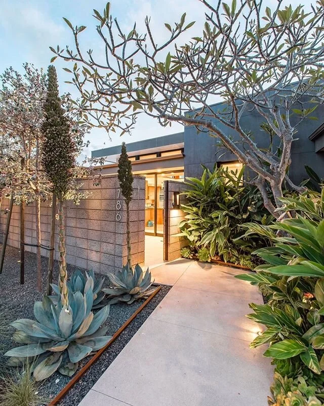 At our Amiford project, the whole house was built around this existing Plumeria (Frangipani for my cultured friends😉) and we used it as a jumping off point for the plant material choices. Plumerias are native to Mexico and a cousin of Oleanders (tho