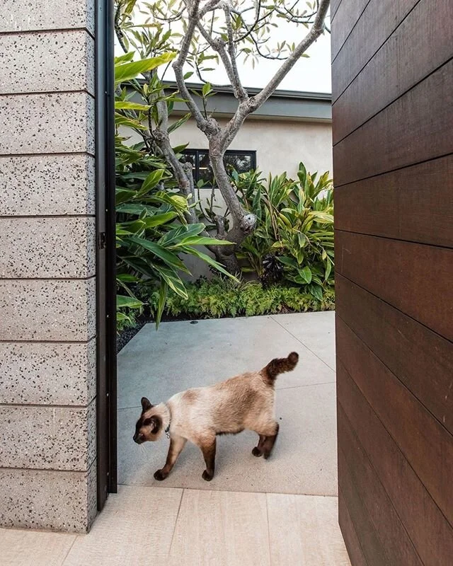 A welcome visitor 🐈 #amiford
.
.
#fwl #designbuild