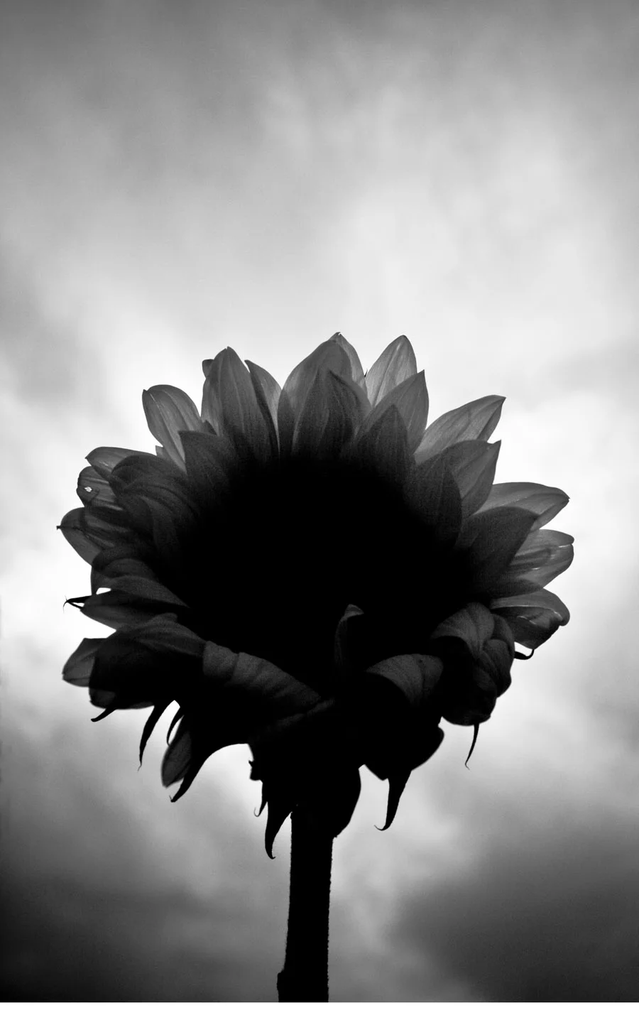 IMG_2672.jpgc.jpeg