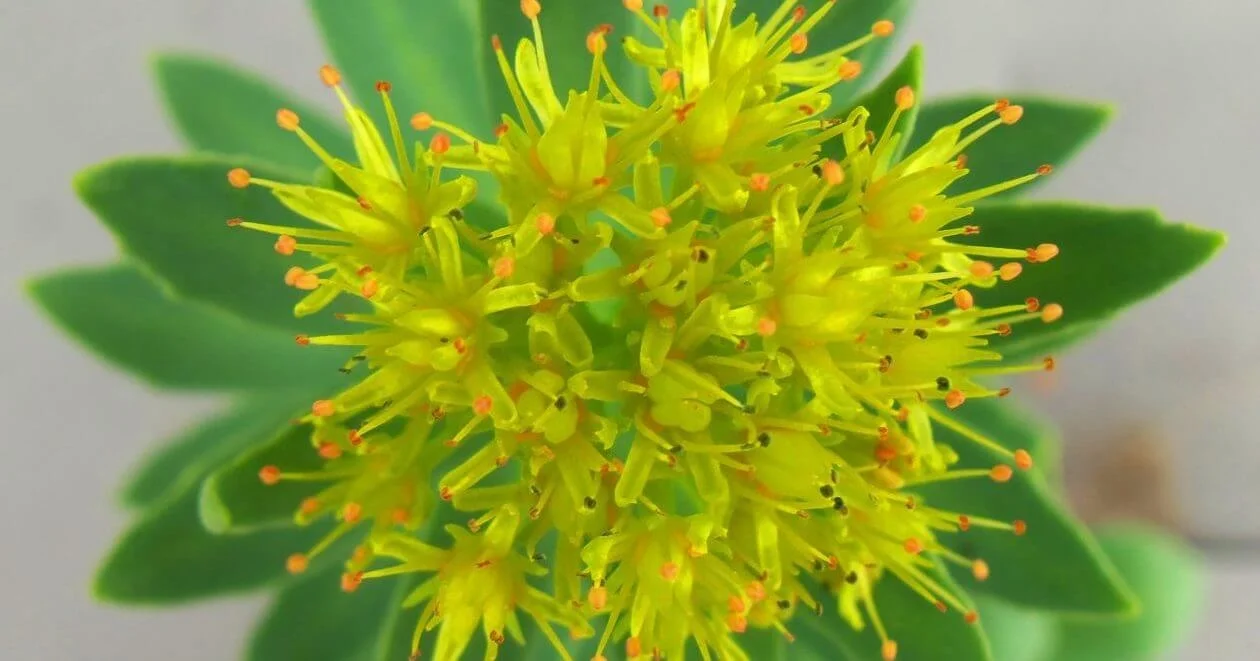 cropped-flower-for-website-e1471627777267.jpg