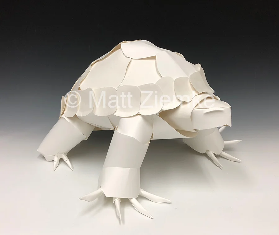 Tortoise