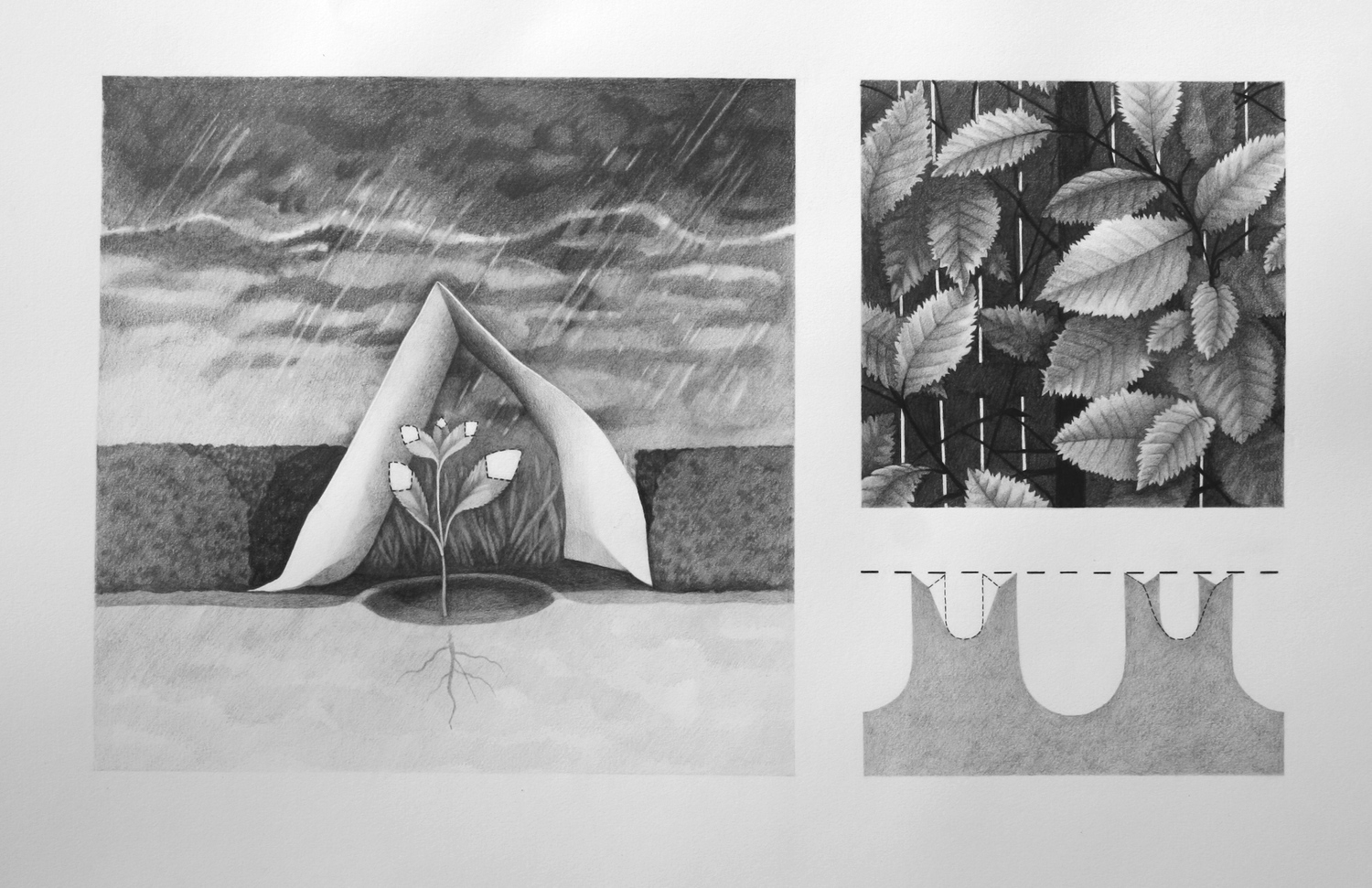 "transplant, hedge, cut, cleanse", graphite, 2013, 12 7/8" h x 22 1/8" w