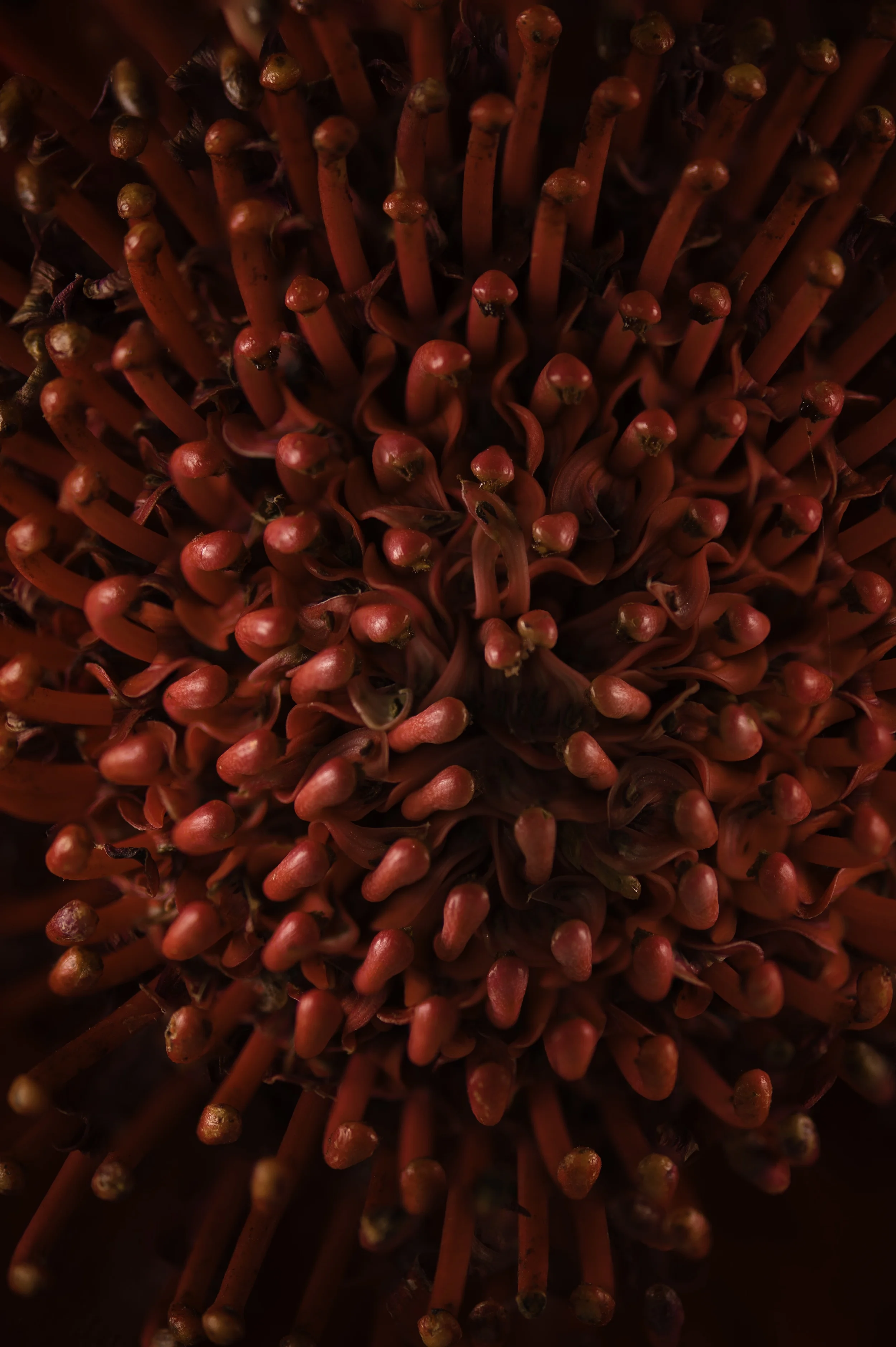 Bruce Waratah-064-Edit-2.jpeg