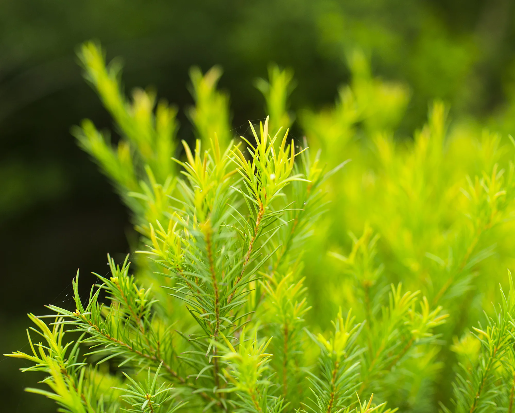 tea-tree.jpg