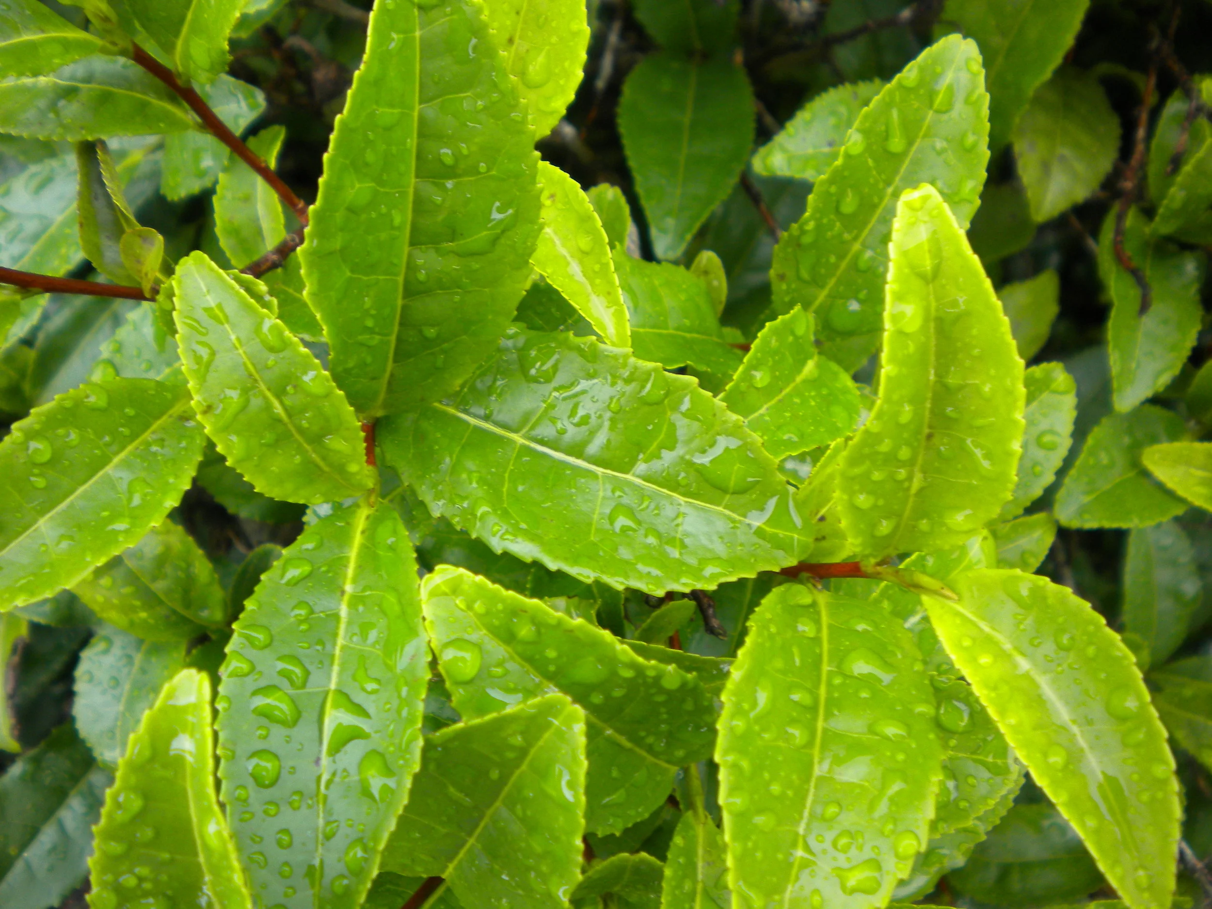 green tea leaves.JPG