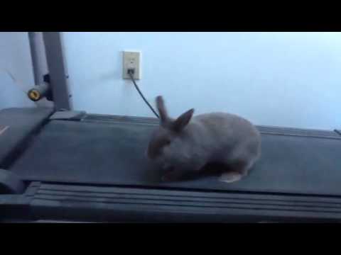 Cardio bunny. Hop. Hop. Hop. Image via Google images.