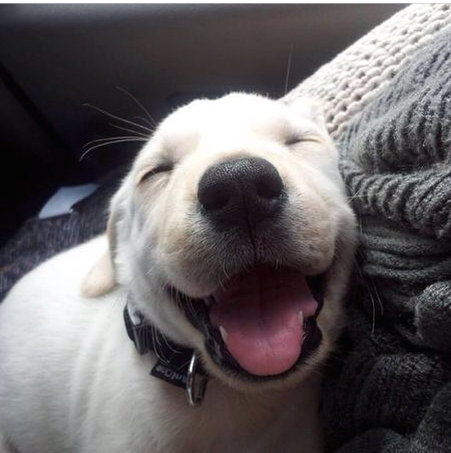 I have no idea whose puppy this is. But he/she is a very lucky and undoubtedly happy person. 