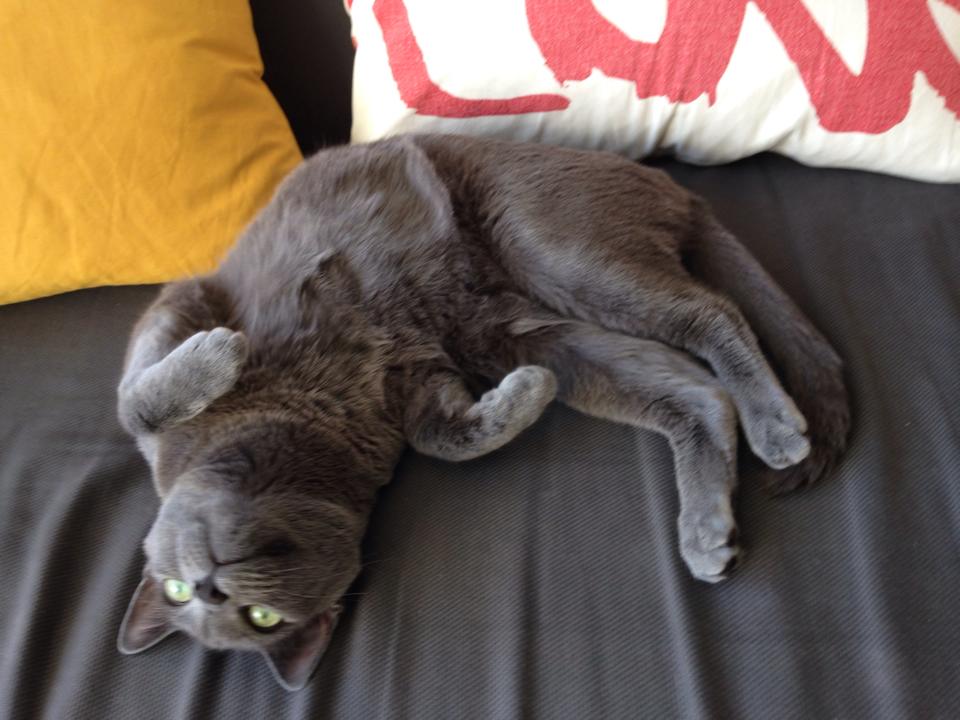 Sister's kitty looking at life from a different perspective. Photo cred to the big sis.