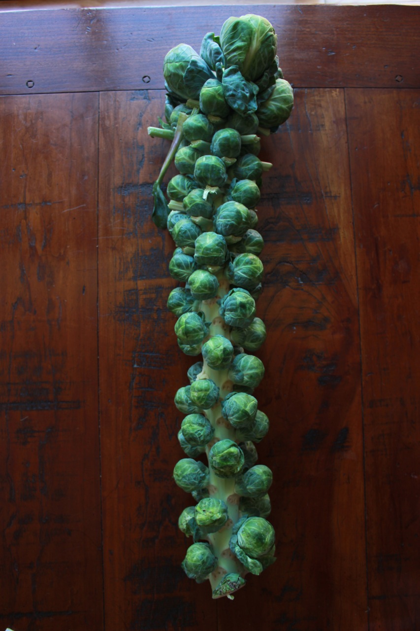 Classic Roasted Brussel Sprouts | Living Minnaly02.jpg