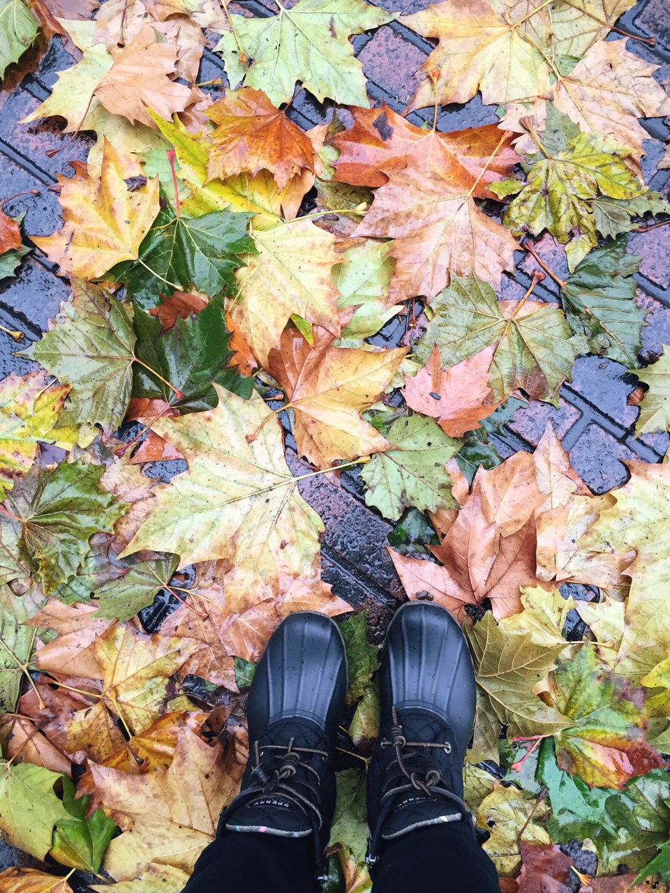 Leaves as big as my feet!