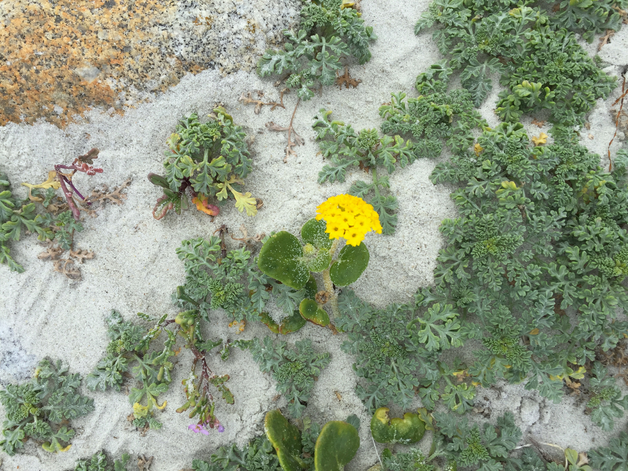 Carmel + Monterey Guide | Living Minnaly41.jpg