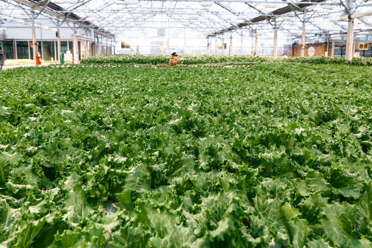 Why I Eat Local + Urban Farming with Gotham Greens | Living Minnaly - 23.jpg