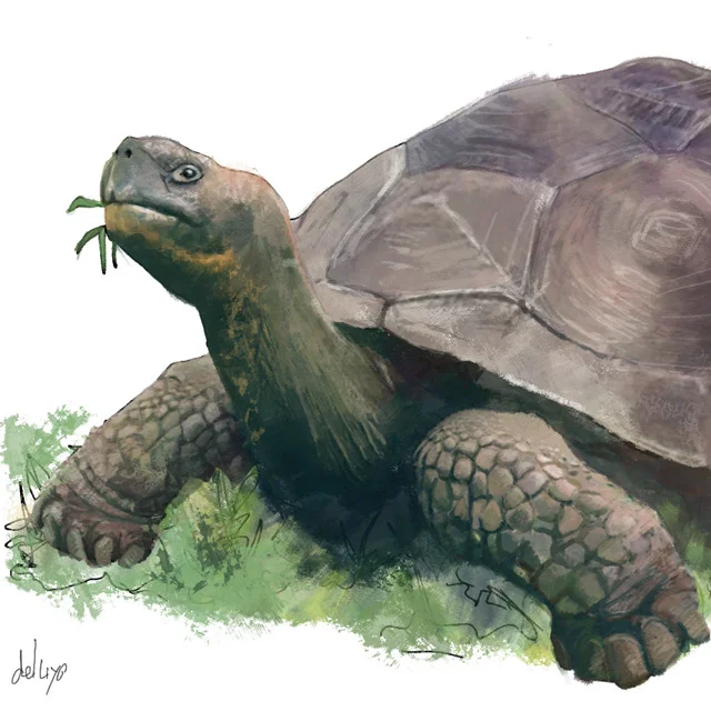 musee_tortoise_del.jpg