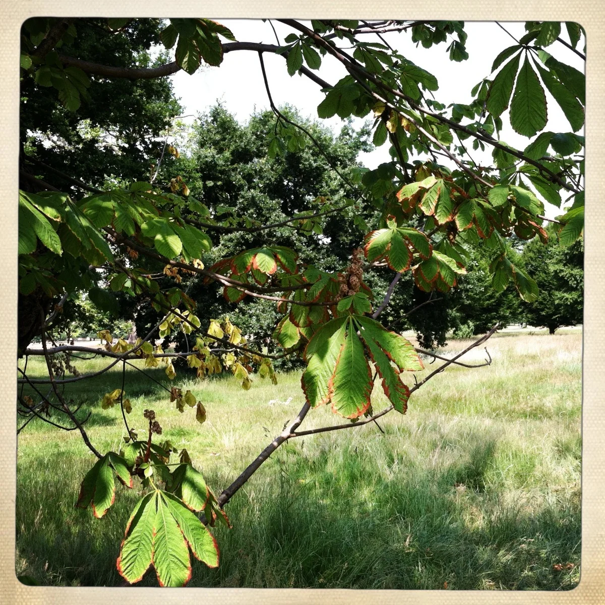kensington_gardens89.jpg