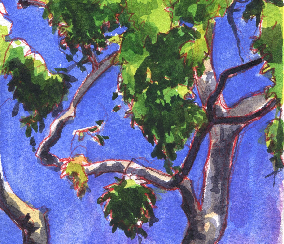The Eucalyptus series