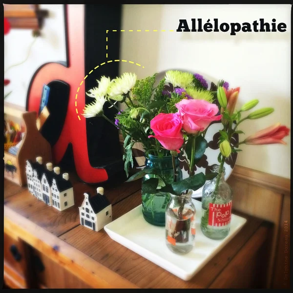 Allelopathy, or the killing daisy