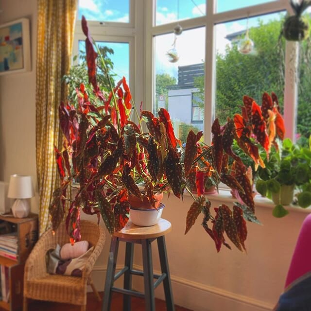 Le Begonia maculata a encore grandi, il ne passerait plus la porte, &ccedil;a a un cot&eacute; gaffophone rigolo. Quand je l&rsquo;ai achet&eacute; il y avait trois feuilles, une petite plante discr&egrave;te...&ccedil;a n&rsquo;a pas fait long feu. 