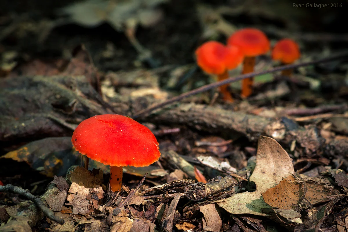 _MG_5577-Edit.jpg