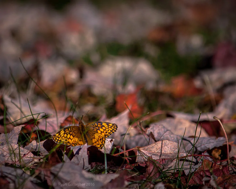 _MG_6108-Edit-3.jpg