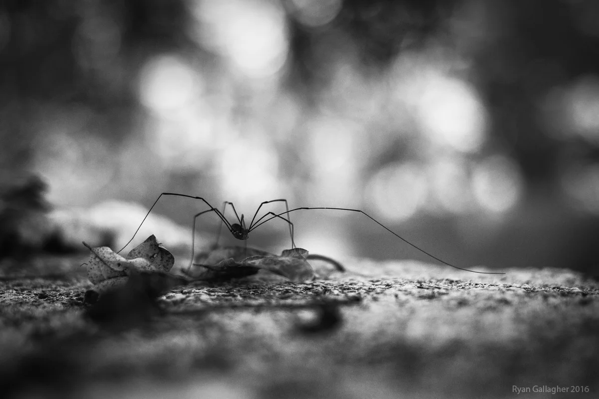 _MG_8867-Edit.jpg